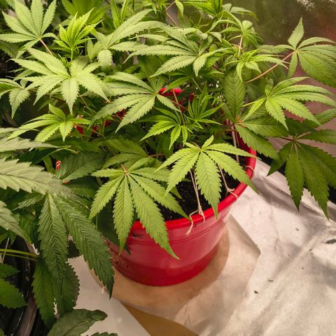 BSOD74 purple karma  growlog timeline photo