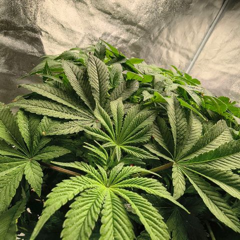WiFi Cookies  growlog timeline photo
