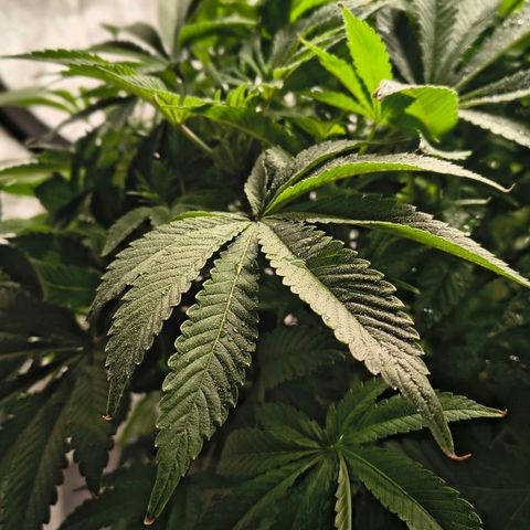 WiFi Cookies DWC growlog timeline photo