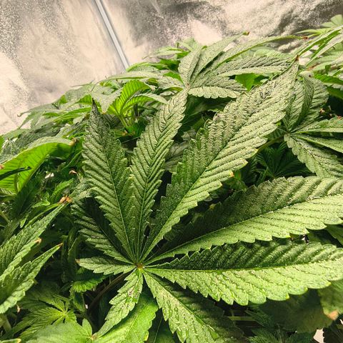 WiFi Cookies DWC growlog timeline photo