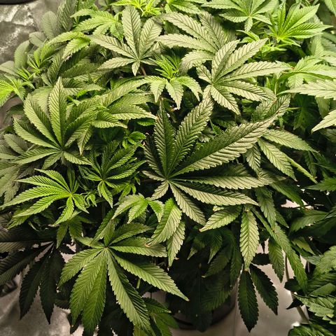 WiFi Cookies DWC growlog timeline photo
