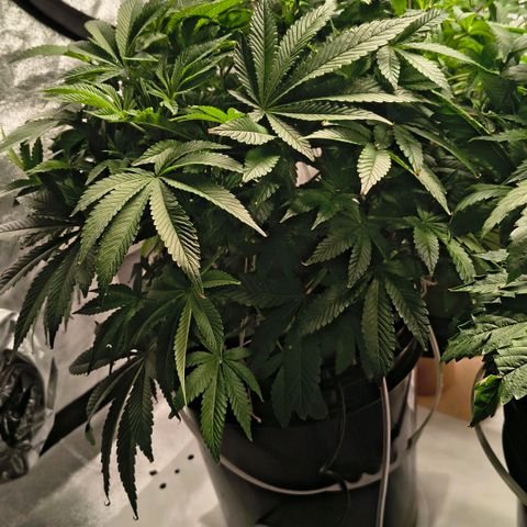 WiFi Cookies DWC growlog timeline photo