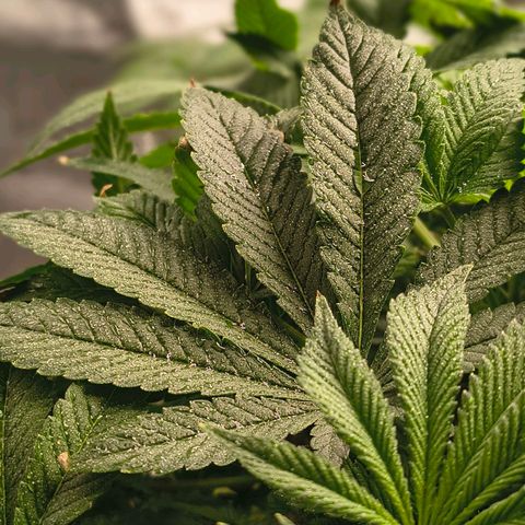 WiFi Cookies DWC growlog timeline photo