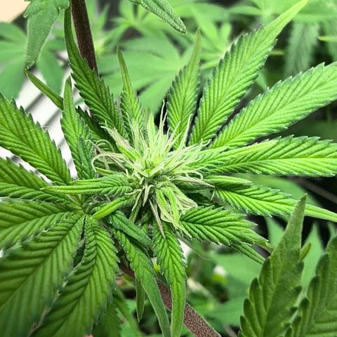 BSOD74 purple karma  growlog timeline photo