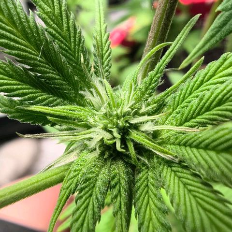 BSOD74 purple karma  growlog timeline photo