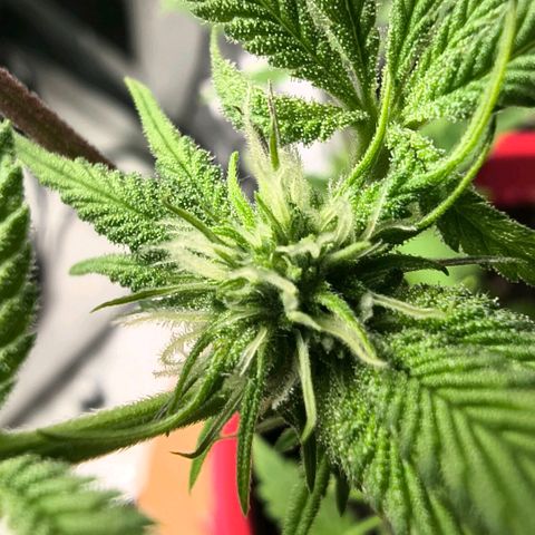 BSOD74 purple karma  growlog timeline photo