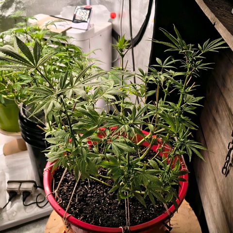 BSOD74 purple karma  growlog timeline photo