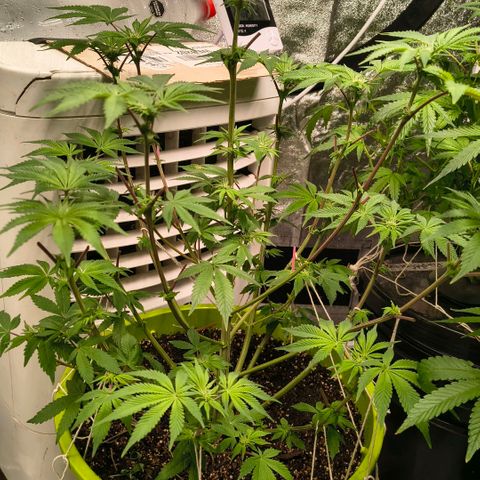 WiFi Cookies  growlog timeline photo