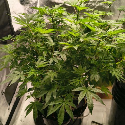 WiFi Cookies DWC growlog timeline photo