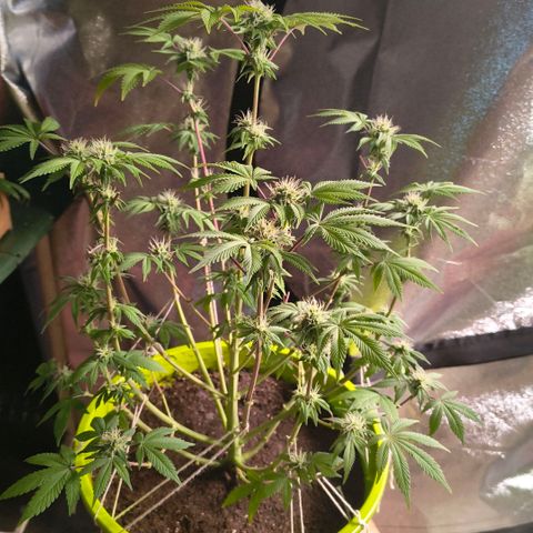 WiFi Cookies  growlog timeline photo