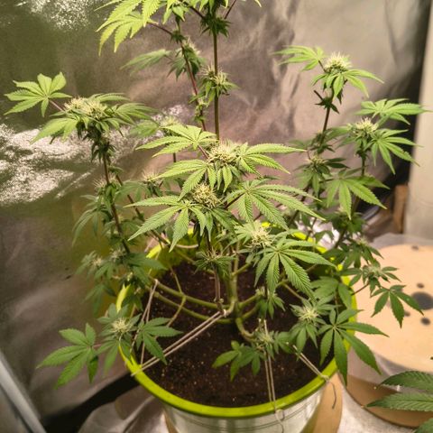 WiFi Cookies  growlog timeline photo