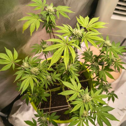 WiFi Cookies  growlog timeline photo