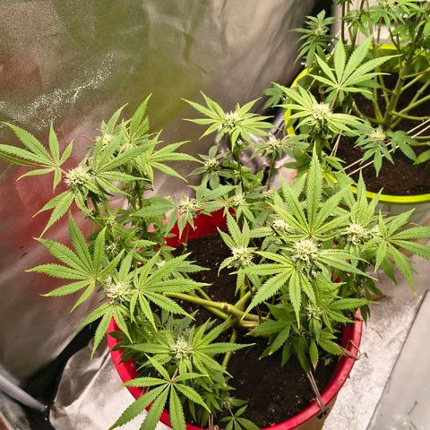 BSOD74 purple karma  growlog timeline photo