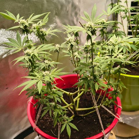 BSOD74 purple karma  growlog timeline photo