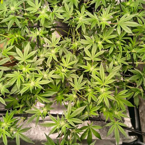 WiFi Cookies DWC growlog timeline photo