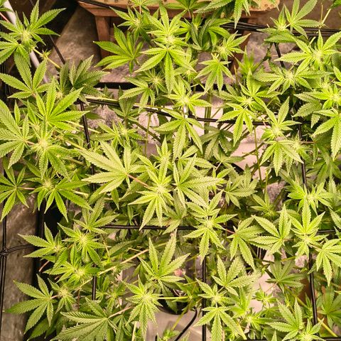 WiFi Cookies DWC growlog timeline photo