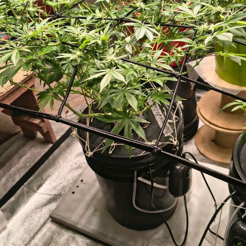 WiFi Cookies DWC growlog timeline photo