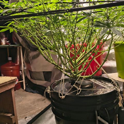 WiFi Cookies DWC growlog timeline photo