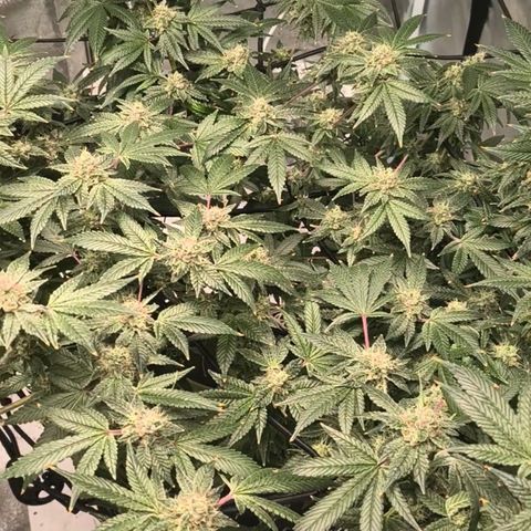 WiFi Cookies DWC growlog timeline photo