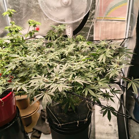 WiFi Cookies DWC growlog timeline photo