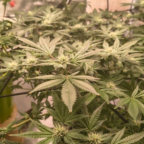 WiFi Cookies DWC growlog timeline photo