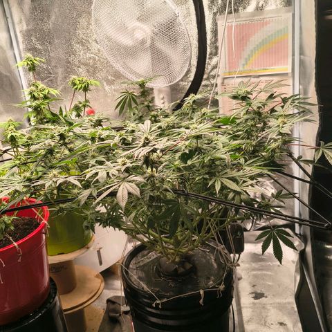 WiFi Cookies  growlog timeline photo