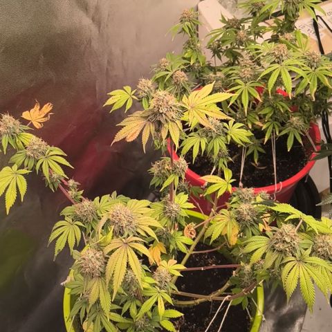WiFi Cookies  growlog timeline photo