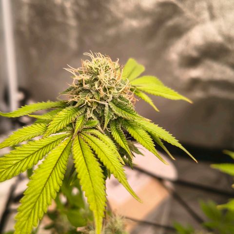 WiFi Cookies  growlog timeline photo
