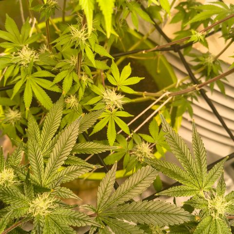 WiFi Cookies  growlog timeline photo