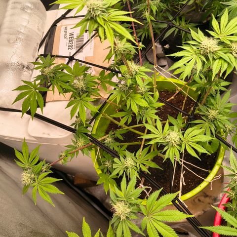 WiFi Cookies  growlog timeline photo