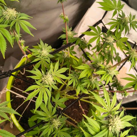 WiFi Cookies  growlog timeline photo