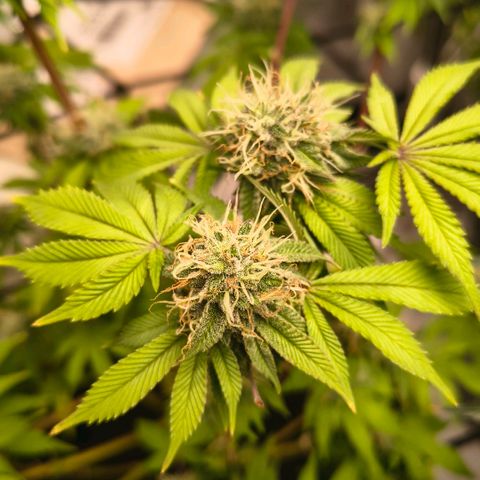 WiFi Cookies  growlog timeline photo