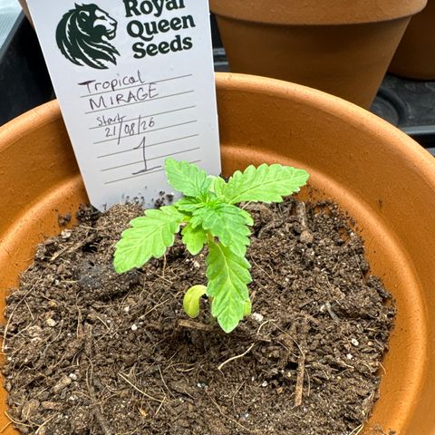 Tropical Mirage #1 growlog timeline photo