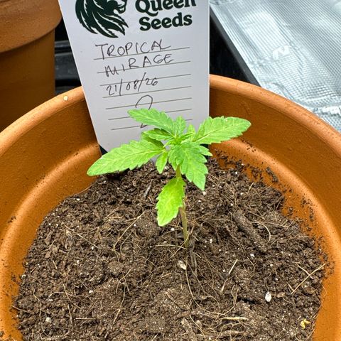 Tropical Mirage #2 growlog timeline photo
