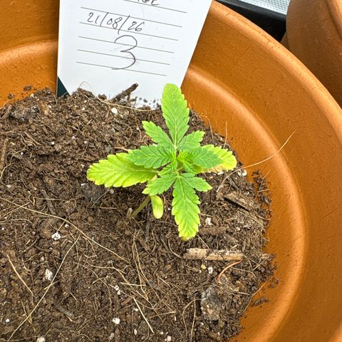 Tropical Mirage #3 growlog timeline photo
