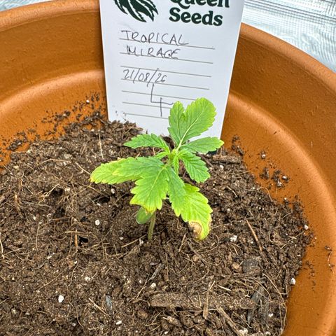 Tropical Mirage #4 growlog timeline photo