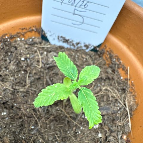 Tropical Mirage #5 growlog timeline photo