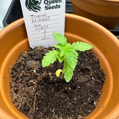 Tropical Mirage #1 growlog timeline photo