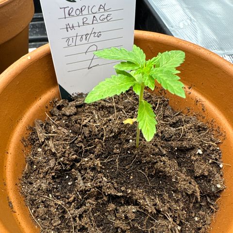 Tropical Mirage #2 growlog timeline photo