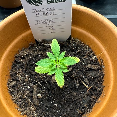 Tropical Mirage #3 growlog timeline photo