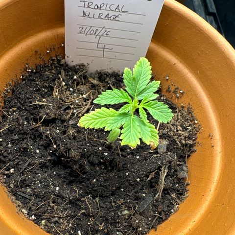 Tropical Mirage #4 growlog timeline photo