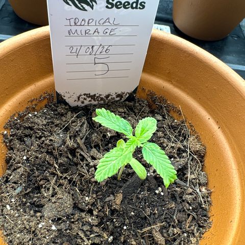 Tropical Mirage #5 growlog timeline photo