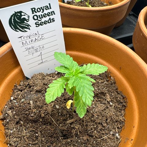Tropical Mirage #1 growlog timeline photo