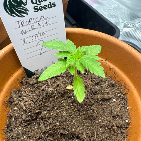 Tropical Mirage #2 growlog timeline photo