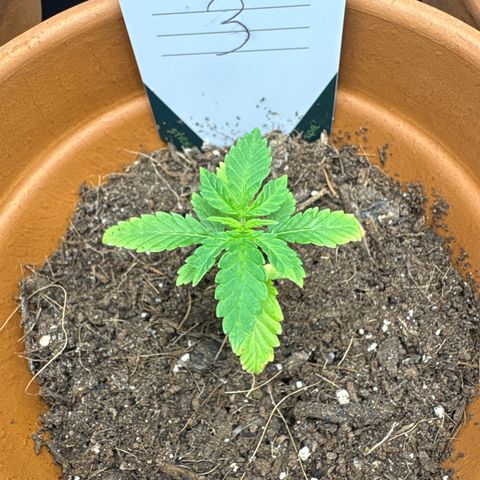 Tropical Mirage #3 growlog timeline photo