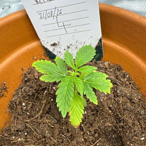 Tropical Mirage #4 growlog timeline photo