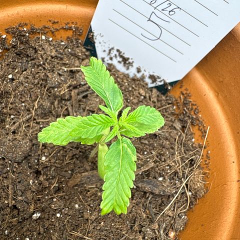 Tropical Mirage #5 growlog timeline photo