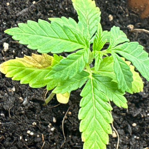Tropical Mirage #3 growlog photo: Fungal issue I think? Going to remove this leaf.