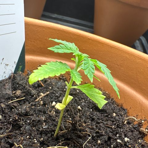 Tropical Mirage #3 growlog photo: Removed whole leaf and tip on twin leaf showing same fungal necrosis  spot.