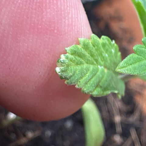 Tropical Mirage #5 growlog photo: Odd, leaves are white rimmed 